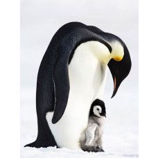 Fototapete von Pinguinen in ihrem natürlichen Lebensraum, mit einem verspielten und kalten Blick.