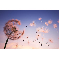 Eine schöne Pusteblume, im Detail auf einer naturalistischen Fototapete festgehalten.