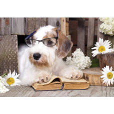 Fototapete mit einem Professor Hund aus der Kollektion Mad Animal mess, geeignet für Büro oder Kinderzimmer.