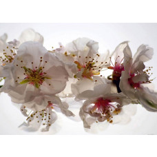 Eine Fototapete mit Pflaumenblüten.