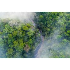 Fototapete eines Regenwaldes im Nebel, mit dichten Bäumen und einer geheimnisvollen Atmosphäre.