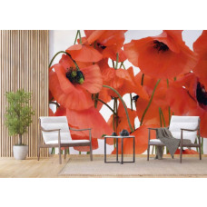 Eine Fototapete mit roten Mohnblumen in einem Geschäftsraum mit Airtex.