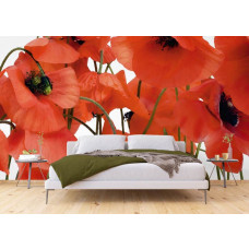 Eine Fototapete mit roten Mohnblumen in einem Schlafzimmer mit Vliestapete und Airtex.