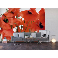 Eine Fototapete mit roten Mohnblumen in einem Wohnzimmer mit Vliestapete.