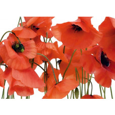 Eine Fototapete mit roten Mohnblumen.