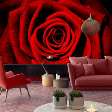 Eine Fototapete mit einer roten Rose und liebevollem Look für das Wohnzimmer.