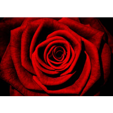 Rote Rose im Malstil, eine Fototapete, die Liebe und Romantik ausstrahlt.