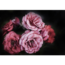 Romantische Fototapete mit Blumen, Rosen und Pfingstrosen, detailliert und stimmungsvoll.