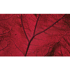 Fototapete rotes Blatt, Natur und warme Töne kombiniert.