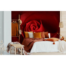 Eine Fototapete mit einer eleganten roten Rose, ideal für das Schlafzimmer.