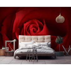 Eine Fototapete mit einer detaillierten roten Rose, geeignet sowohl für Wohnzimmer und Schlafzimmer.