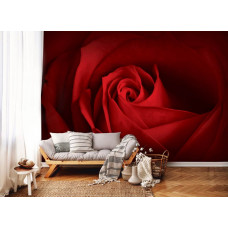 Eine Fototapete mit einer roten Rose in einer stilvollen Darstellung, platziert in einem Wohnzimmer.