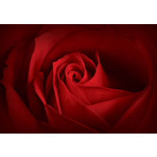 Rosa Blumen in einem abstrakten Design, dargestellt auf einer künstlerischen Fototapete für eine warme Atmosphäre.