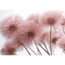 Fotobehang roze paardenbloemen, close-up van pluizige bloemen in pastelroze tinten.