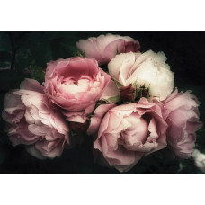 Fototapete mit einem Rosenstrauß, Blumen und Pfingstrosen, elegant und stimmungsvoll.