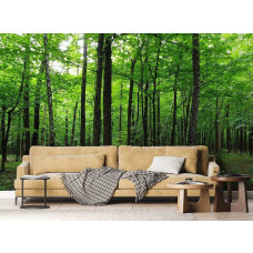 Ein Fototapet von einem beruhigenden Wald mit Bäumen in grünen Tönen in einem Wohnzimmer.