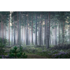 Fototapete einer rustikalen Waldlandschaft, in der die Bäume von einer Nebelschicht bedeckt sind und die Natur in Stille gehüllt ist.