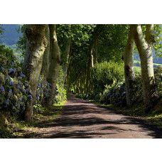 Eine Fototapete mit einem rustikalen Waldweg durch majestätische Bäume.