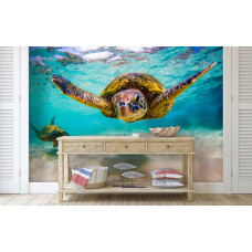 Fototapete Schildkröte im Ozean im Flur mit lebhaften Schildkröten und einem strahlend blauen Ozean.