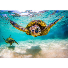 Fototapete Schildkröte im Ozean mit schwimmender Schildkröte in klarem türkisfarbenem Wasser.