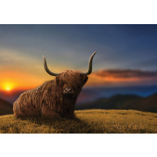 Fotobehang Schotse hooglander bij Zonsondergang, met een Schotse Hooglander die rustig ligt op het gras, met een zonsondergang op de achtergrond en subtiele bergen.
