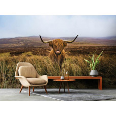 Ein ruhiger schottischer Highlander in einem Naturschutzgebiet mit Heideland, perfekt für ein Schlafzimmer oder Wohnzimmer.