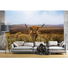 Eine Fototapete mit einem schottischen Highlander in einem weitläufigen Naturschutzgebiet in der Nähe von Heideland, geeignet für ein Schlafzimmer oder Wohnzimmer.