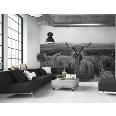 Eine Schwarz-Weiß-Fototapete mit einem schottischen Hochlandbewohner in einem Naturschutzgebiet, ideal für ein Wohnzimmer.