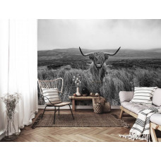Eine Schwarz-Weiß-Fototapete mit einem schottischen Hochlandbewohner in einem weitläufigen Naturschutzgebiet in der Nähe der Wiede, ideal für ein Wohnzimmer.