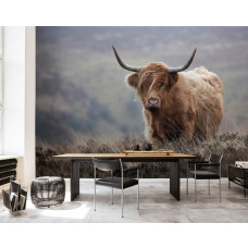 Fototapete eines schottischen Hochländers in einem professionellen Büro.