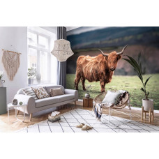 Eine Fototapete mit einem in der Sonne stehenden schottischen Highlander, perfekt für ein Wohnzimmer.