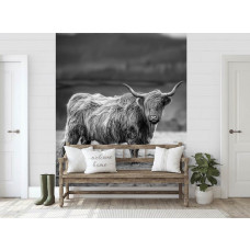 Schottischer Hochländer in der Sonne, Natur, Schwarz-Weiß-Fototapete für das Wohnzimmer.