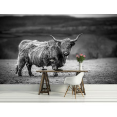 Schottischer Hochländer in der Sonne, Natur, Schwarz-Weiß-Fototapete für ein Büro.