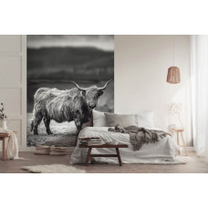 Schottischer Hochländer in der Sonne, Natur, Schwarz-Weiß-Fototapete für das Schlafzimmer.