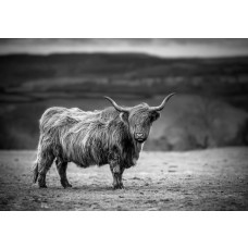 Schwarz-Weiß-Fototapete eines in der Sonne stehenden schottischen Hochländers, mit einer zeitlosen Darstellung der Natur.