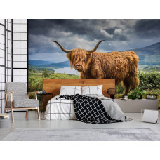 Eine Fototapete mit einem schottischen Highlander in einer ruhigen Berglandschaft, ideal für ein Schlafzimmer.
