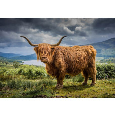Diese Fototapete zeigt einen schottischen Highlander in einer Berglandschaft, mit einem ruhigen Hintergrund aus Bergen und grünen Feldern.