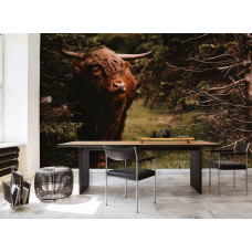 Eine Fototapete mit einem schottischen Highlander in einem Wald, geeignet für ein Wohnzimmer.