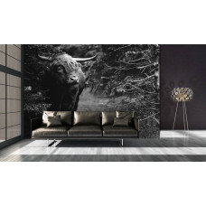 Eine Schwarz-Weiß-Fototapete mit einem schottischen Hochlandbewohner in einem Wald, besonders für ein Schlafzimmer.