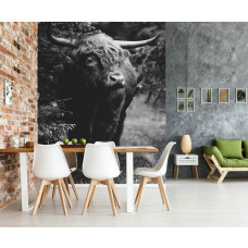 Fototapete Schottischer Highlander im Wald schwarz und weiß