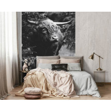 Eine Schwarz-Weiß-Fototapete mit einem schottischen Hochlandbewohner in einem Wald, geeignet für eine Küche...