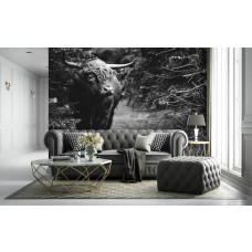 Eine Schwarz-Weiß-Fototapete mit einem schottischen Hochlandbewohner in einer Waldumgebung, ideal für ein Wohnzimmer.