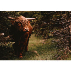 Ein schottischer Highlander im Wald auf dieser Fototapete, mit einer friedlichen und natürlichen Waldumgebung als Hintergrund.