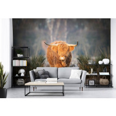 Eine Fototapete mit einem schottischen Hochlandbewohner auf einem Wiesenmoor, ideal für ein Wohnzimmer.