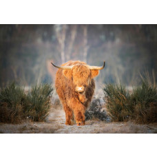 Ein schottischer Hochlandbewohner auf dem Moor, eingefangen auf dieser Fototapete, mit einer atemberaubenden Darstellung der natürlichen Schönheit in der Natur.