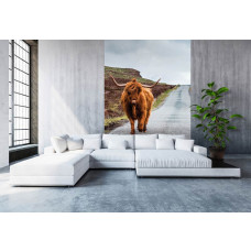 Eine schmale Fototapete mit einem schottischen Highlander auf einer ländlichen Straße, ideal für ein Wohnzimmer.