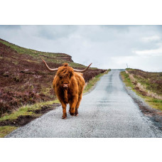 Diese Fototapete zeigt einen schottischen Highlander auf einer Landstraße in idyllischer Natur.