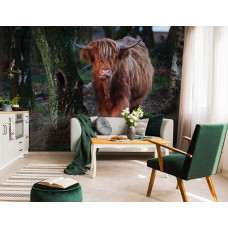 Highland Cattle zwischen den Bäumen im Wald, Natur Fototapete für das Wohnzimmer.