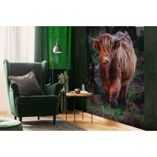 Highland Cattle zwischen den Bäumen im Wald, Natur Fototapete für das Schlafzimmer und Wohnzimmer.