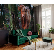 Highland Cattle zwischen den Bäumen im Wald, Natur Fototapete für das Schlafzimmer und Wohnzimmer.